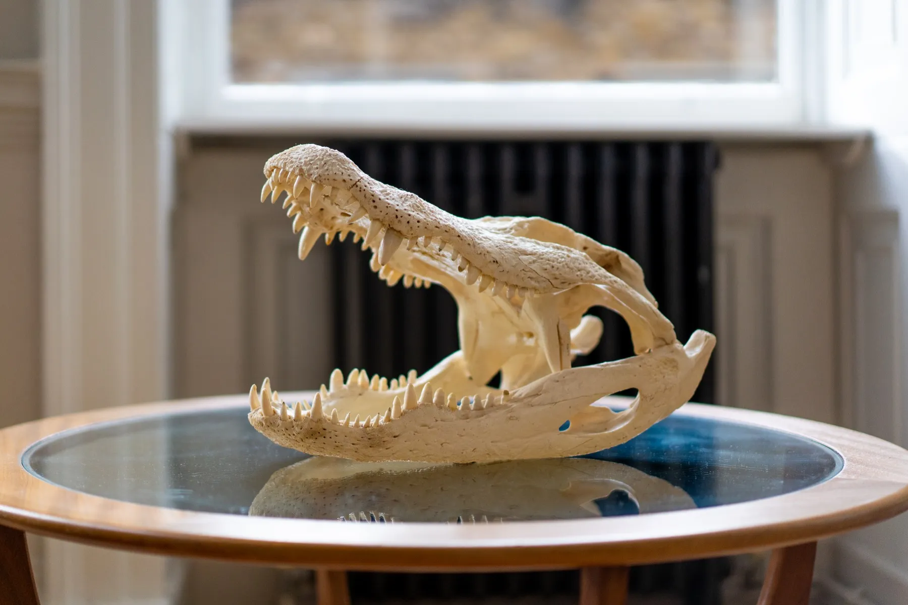 Alligator skull on display in the practice